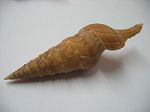Gemmula deshayesii